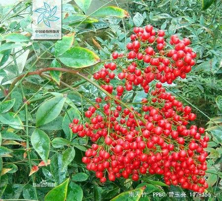 属毛茛目,小檗科南天竹属下植物,是我国南方常见的木本花卉种类.