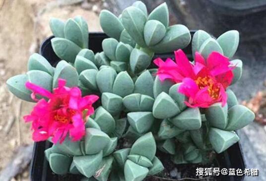 植物摄影,多肉鹿角海棠怎么拍好看?3个思路拍摄造型独特可爱照