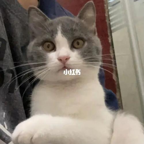 日渐圆润_宠物_猫咪_我家宠物好可爱_宠物_猫_晒猫