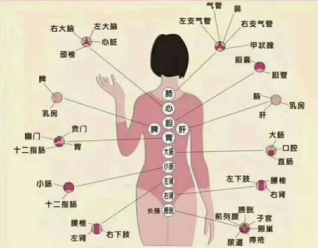 其它 中医人体经络作用 写美篇 经络的12个作用 疲劳透支找脾经;精力