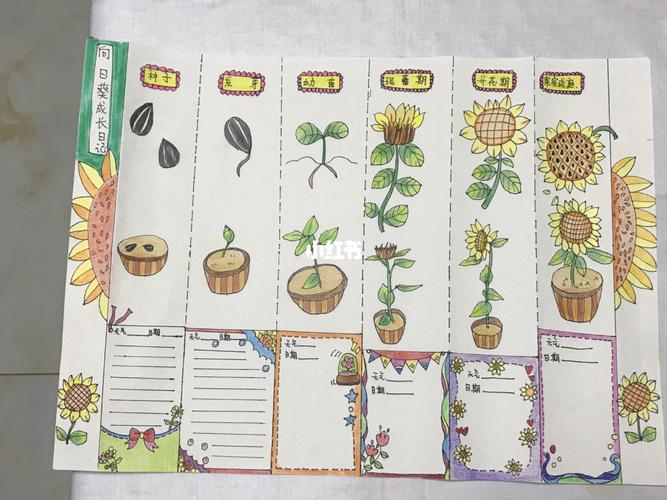 植物的生长过程,向日葵从种子到开花,所有的过程都充满了诗意