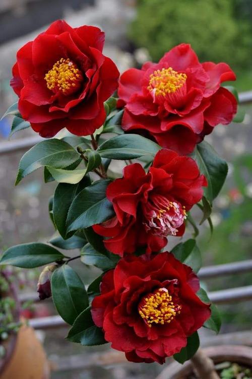 都德宝贝茶花 火焰茶花 圣诞帽 名贵数量有限卷瓣牛西奥茶花 黑龙