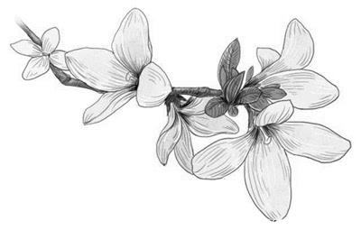 春天的简笔画素描大图