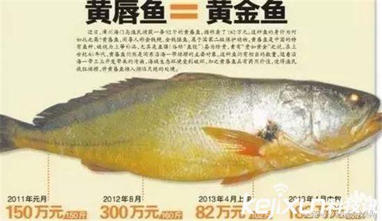 天价鱼卖出347万 金钱鳘为何贵如黄金?