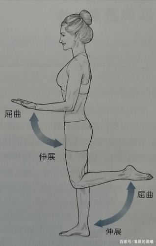 肘关节和膝关节  屈曲—伸展