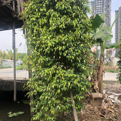 垂叶榕 产品描述垂叶榕 垂叶榕柱行道树 工程绿化苗木由于市场价格