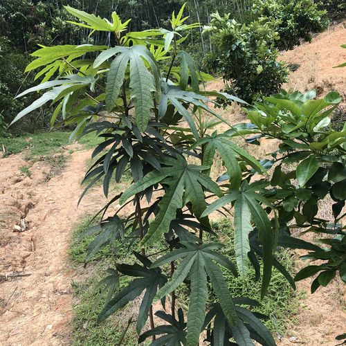 五指毛桃根七指毛桃根特级滋补河源特产老火煲汤料干货500g