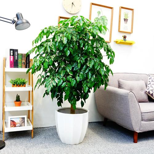 绿宝树苗绿植盆栽幸福室内客厅庭院大型绿植