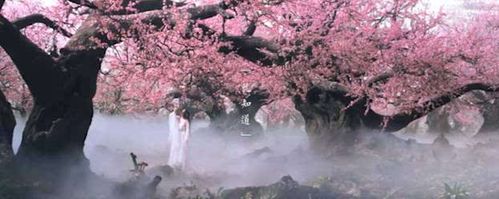 仙气桃花意境图片满地
