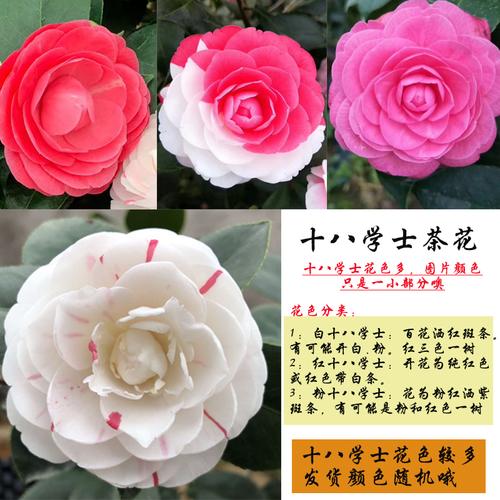 十八学士山茶花盆栽树苗白底粉红十八四季花卉绿植阳台观花植物