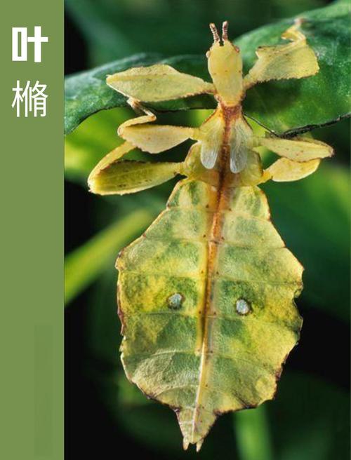 �叶䗛:伪装大师的秘密生活�