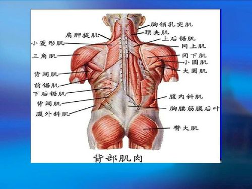 肩关节运动相关肌肉解剖