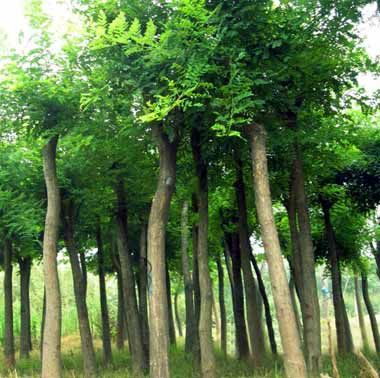 山东国槐供应/山东优质国槐种植供应