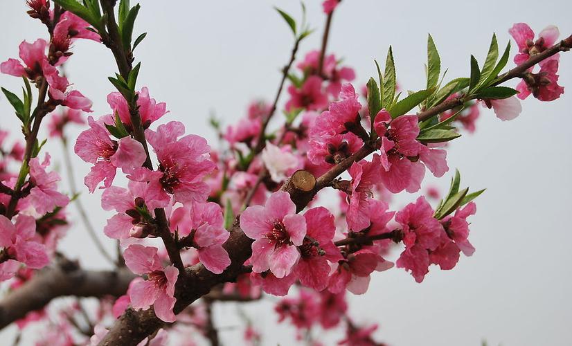 桃花  