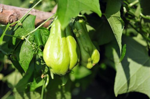 瓜类,佛手瓜,蔬菜,小瓜,蔬菜种植,青菜,蔬果