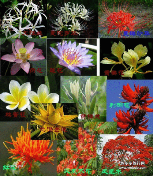 五树六花