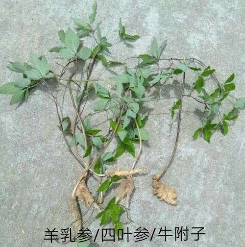 人参 求大神帮看下这个是人参么 具体什么品种 非常感谢