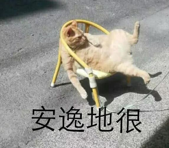 猫咪表情包 奔跑的鸡表情包 仙女专用