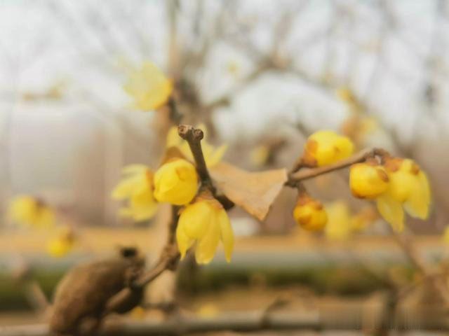 北方的初春太过调皮.