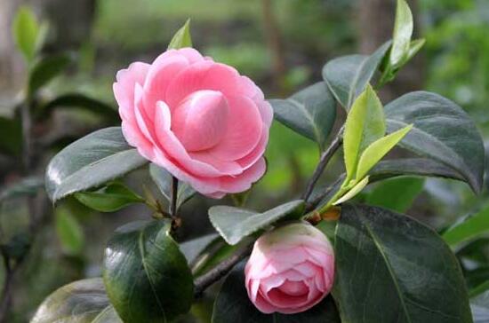 为什么茶花也叫断头花茶花的风水禁忌