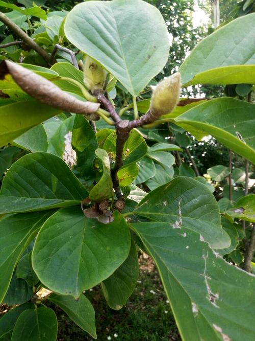 这是什么树?木兰科的?