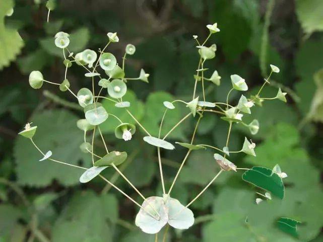 穿心草见过吗清热解毒活血止痛能治肺热咳嗽黄疸型肝炎