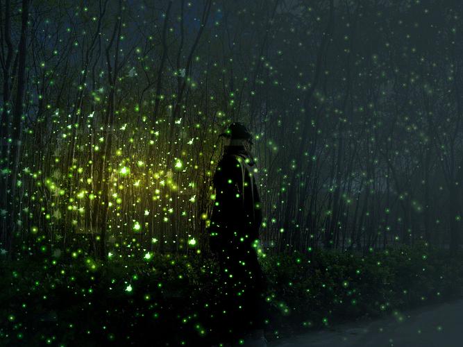 萤火虫 
