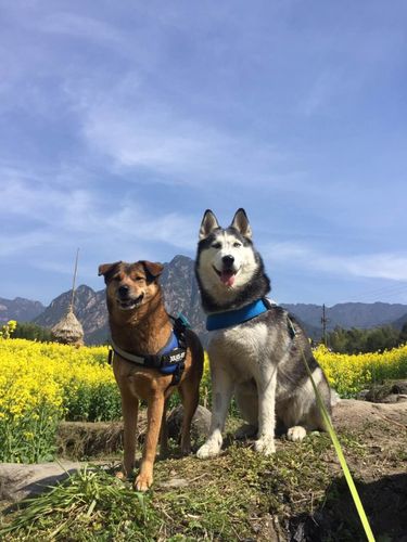 带狗旅行微信订阅号~欢迎关注