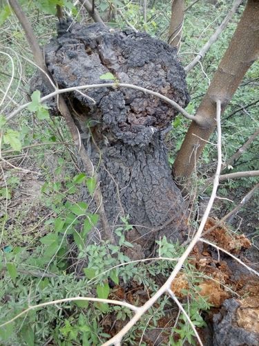 为什么这山枣木是黑色的?