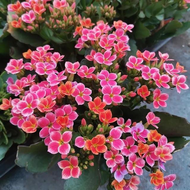 100个长寿花品种40种单瓣60个重瓣图名并茂值得收藏