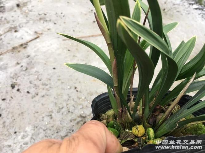 宋梅4苗1芽1花苞