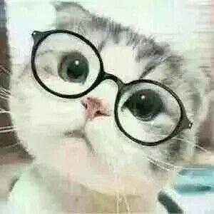 戴眼镜小猫(萌萌哒歪脑袋)_萌萌哒_小猫_戴眼镜表情