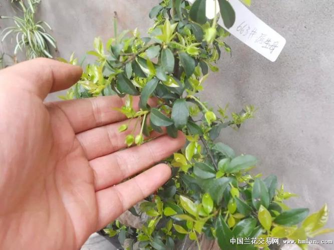 精品金弹子原生母树带花包邮