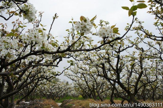 成都近郊一日游葛仙山的牡丹花和阳平观的梨花错峰清净
