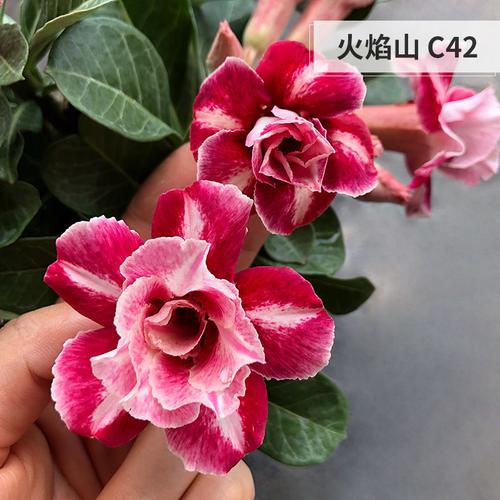 30余个花色让重瓣沙漠玫瑰更漂亮了