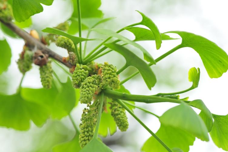 银杏树什么时侯开花,花是什么样子?我们为什么看不到?