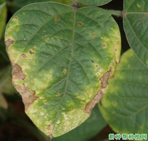 种植大豆如何防治大豆细菌性斑疹病