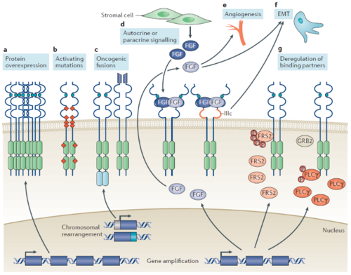 图2.  fgfr信号通路的致癌机制 【1】