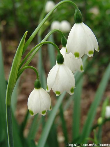 雪片莲:石蒜科,雪片莲属.