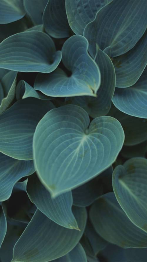 护眼壁纸,个性壁纸,绿叶,叶子,护眼,个性,手机壁纸深绿