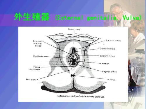 第2,4章 女性生殖系统解剖 妊娠生理ppt