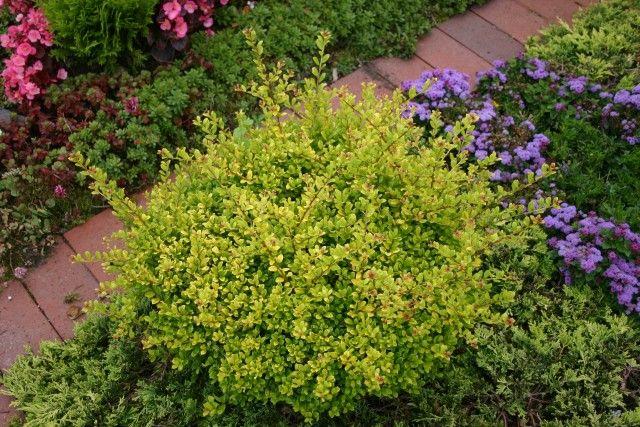 "金宝石"钝齿冬青为冬青科冬青属常绿阔叶灌木,多分枝