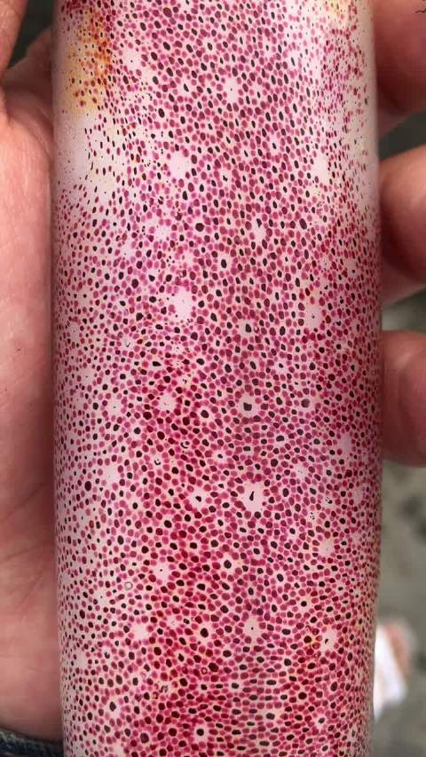 密集恐惧者.慎重!