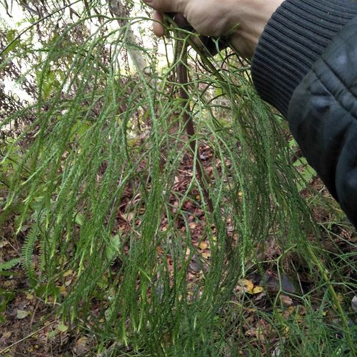 欧阳路政指定正宗舒筋草野生石松大伸筋草马尾伸筋草干品松筋藤