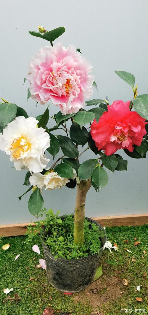 三赛茶花是哪三赛?答案在这里!