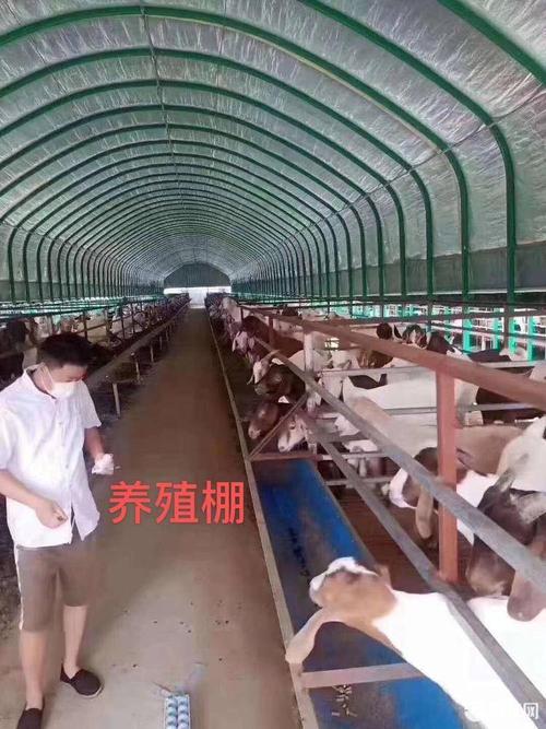 养殖大棚 养殖棚牛棚羊棚猪棚鹅棚包塑钢管椭圆管镀锌管