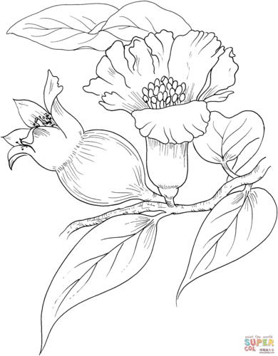 石榴花简笔画图片