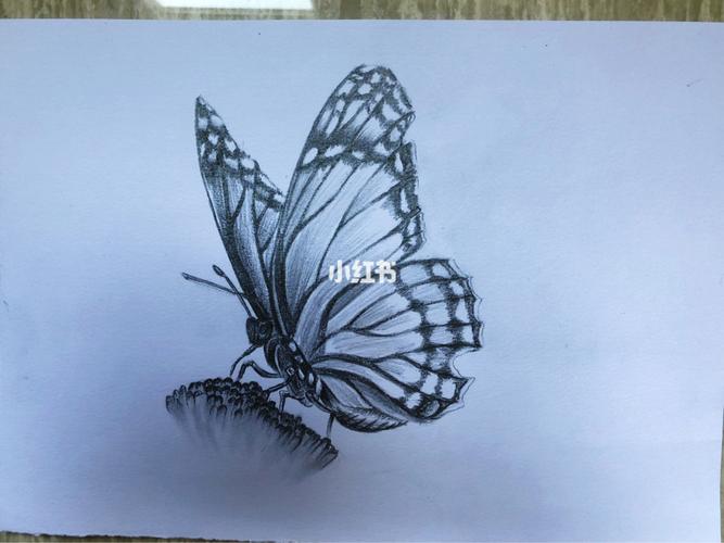 素描蝴蝶过程图_素描_文化_绘画