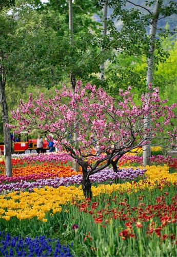 春天到了去看花赏花,北京香山植物园的郁金香花海.