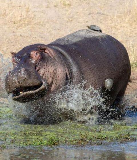 河马敢怼老虎鳄鱼 却被这群家伙整得没脾气